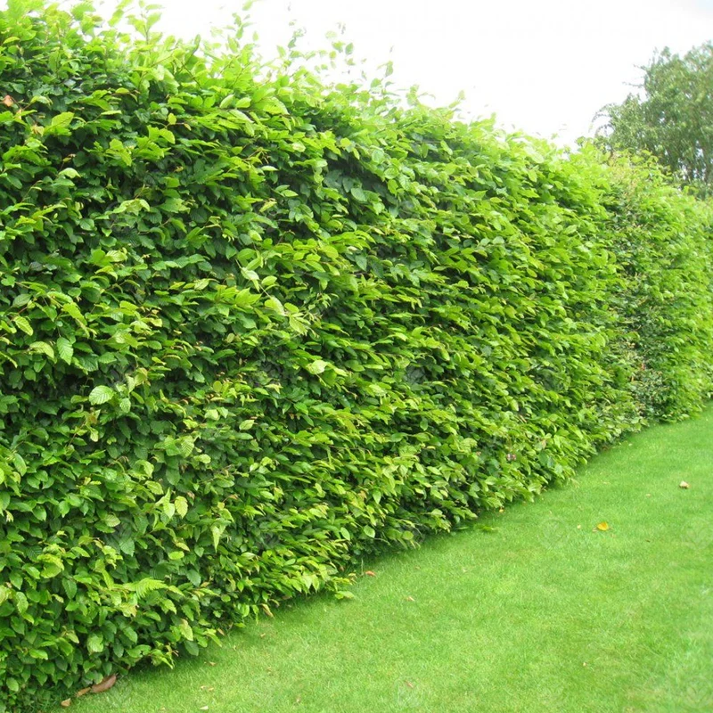 Hainbuchenhecke