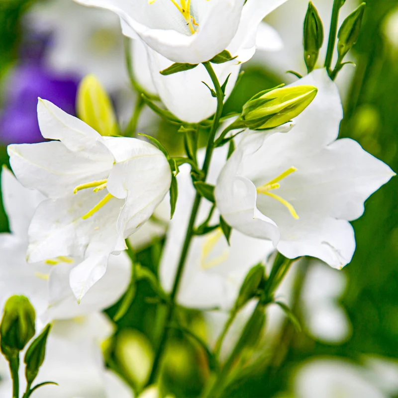 Glockenblume 'Jingle White'