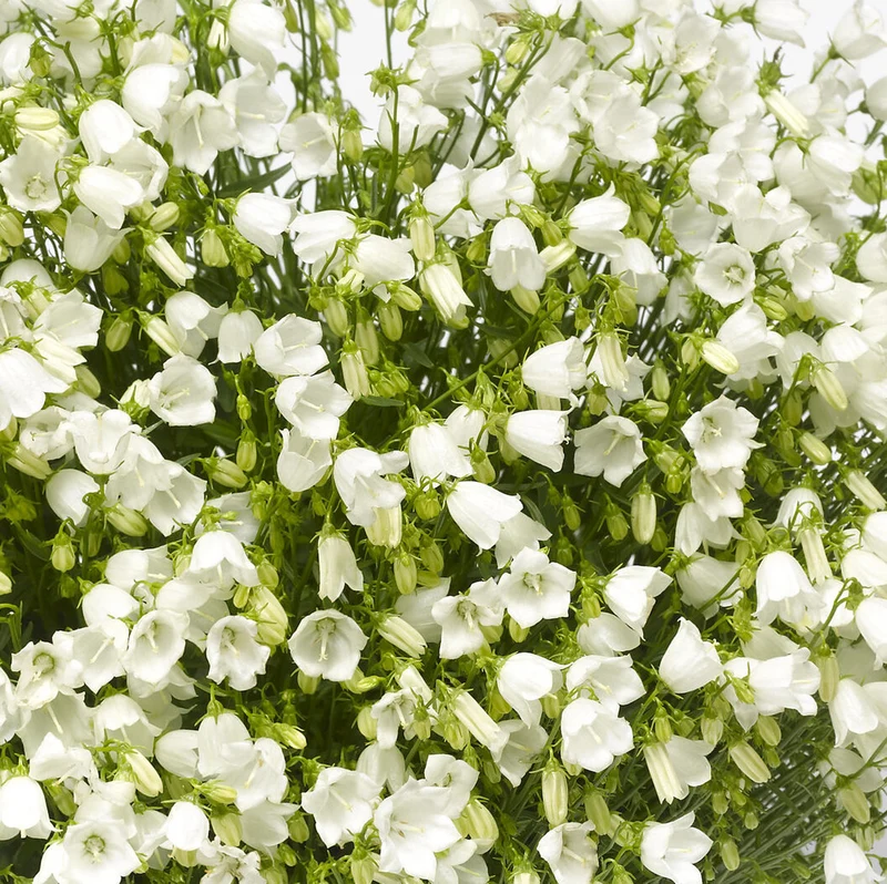 Glockenblume 'Jingle White'