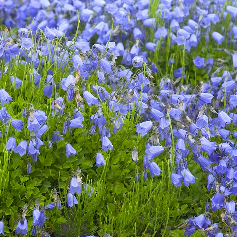 Glockenblume 'Jingle Blue'
