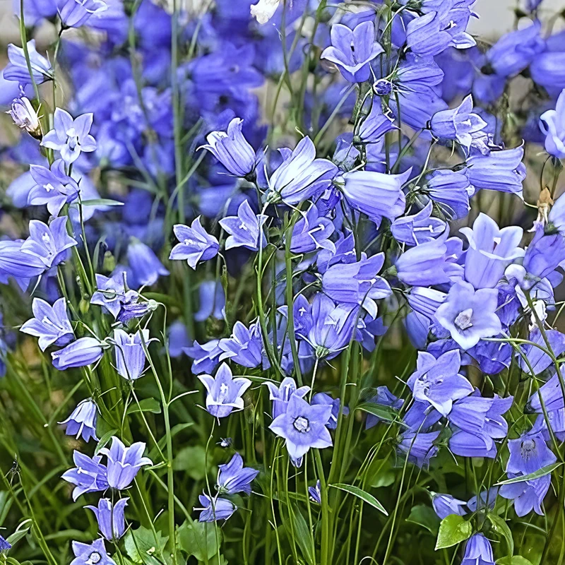 Glockenblume 'Jingle Blue'