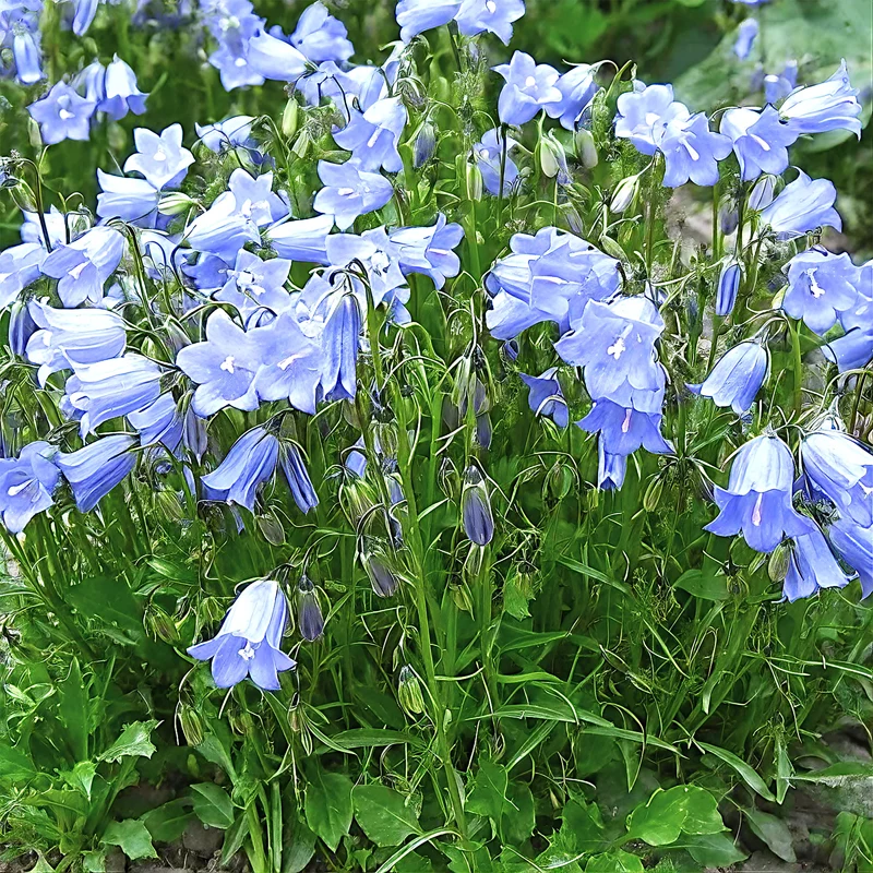 Glockenblume 'Jingle Blue'