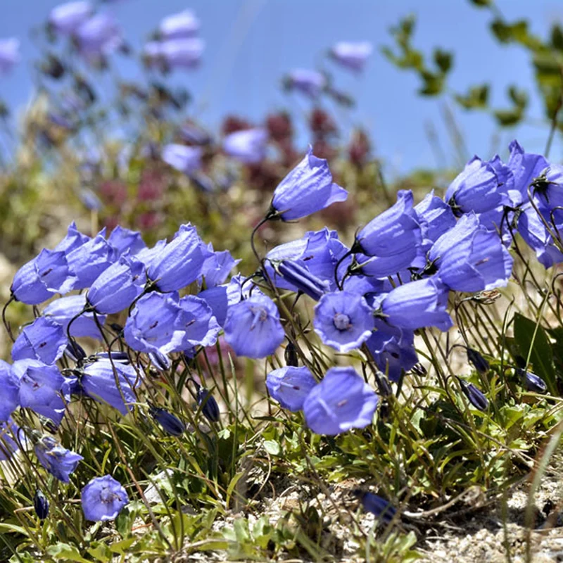 Glockenblume 'Jingle Blue'