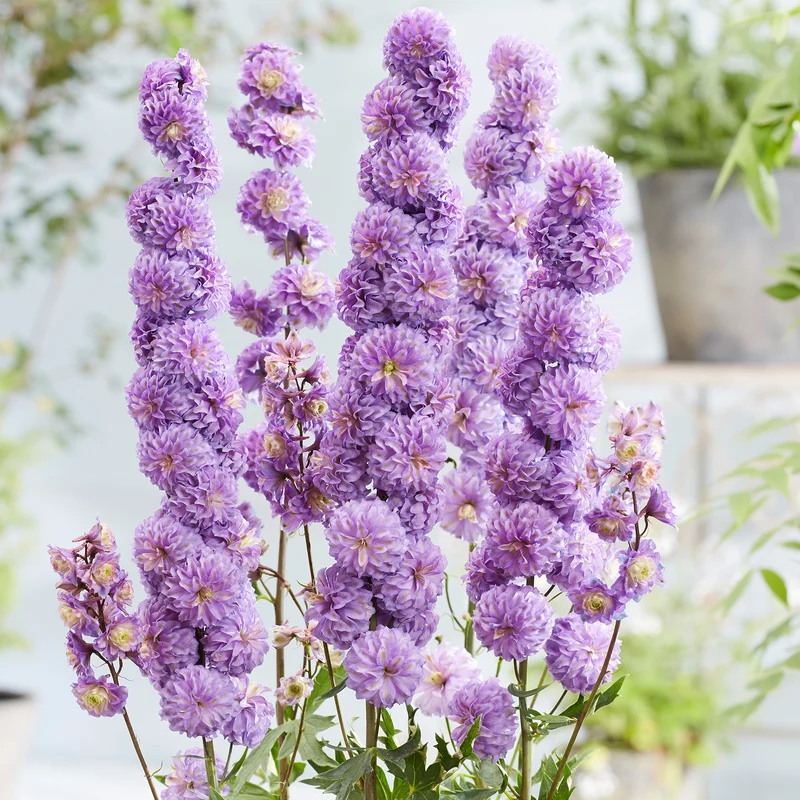 Rittersporn 'Highlander Purple'