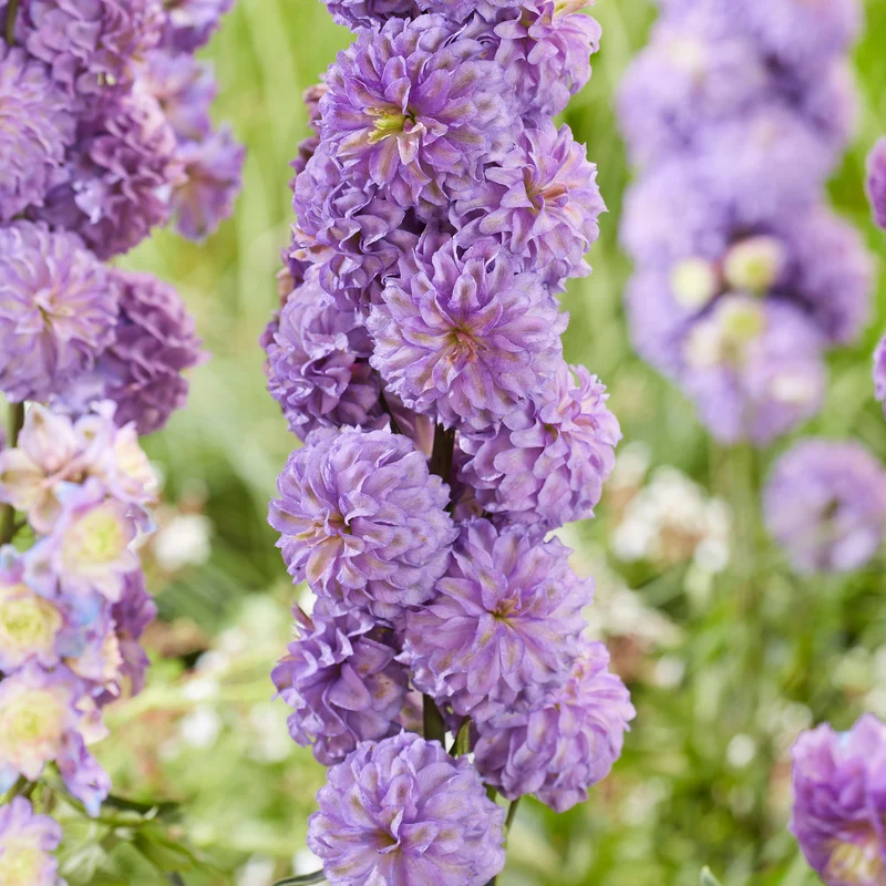 Rittersporn 'Highlander Purple'