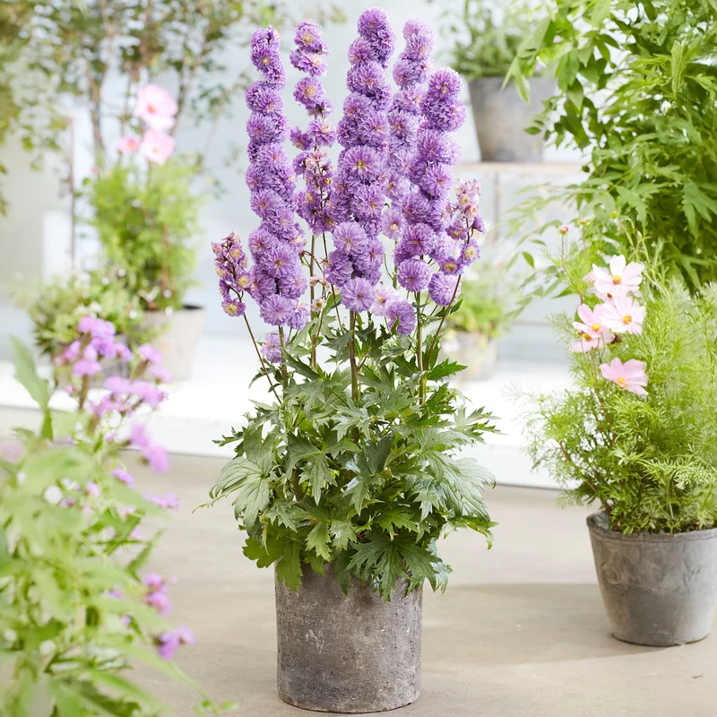 Rittersporn 'Highlander Purple'
