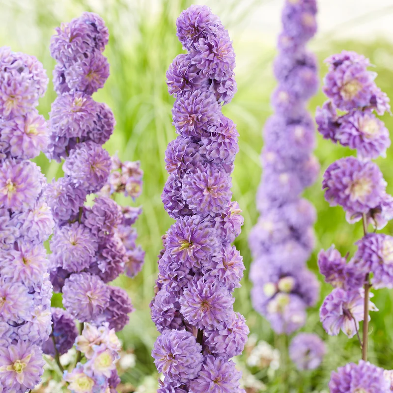 Rittersporn 'Highlander Purple'