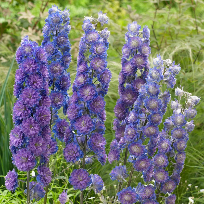 Rittersporn 'Highlander Blue'