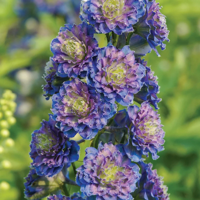 Rittersporn 'Highlander Blue'