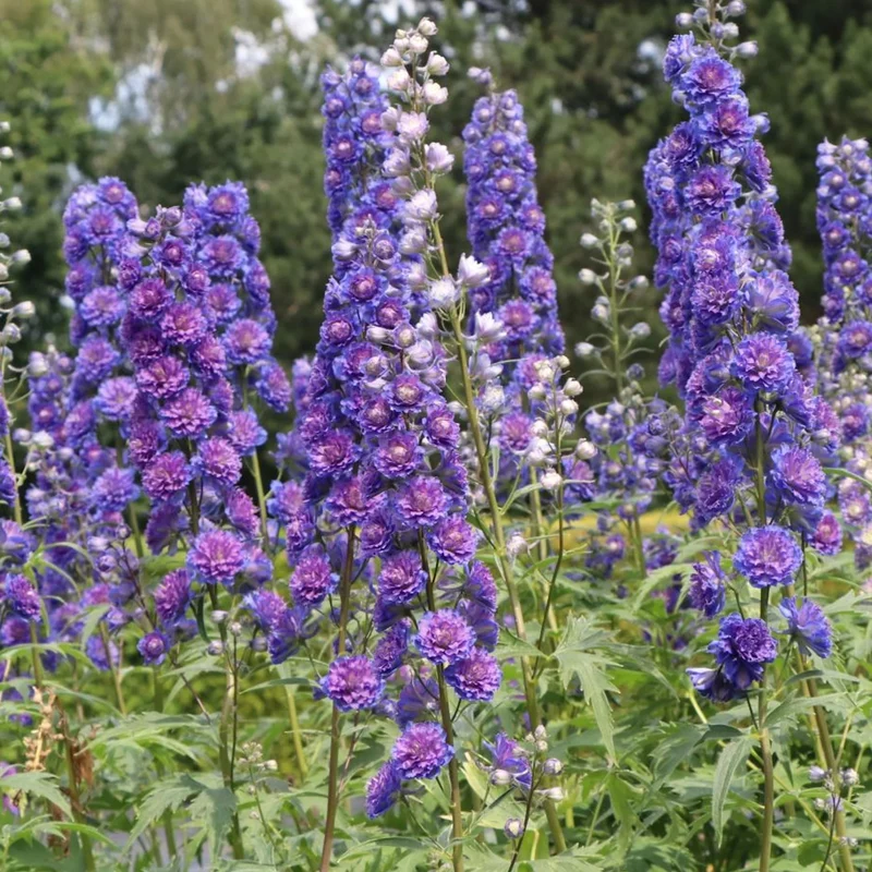 Rittersporn 'Highlander Blue'