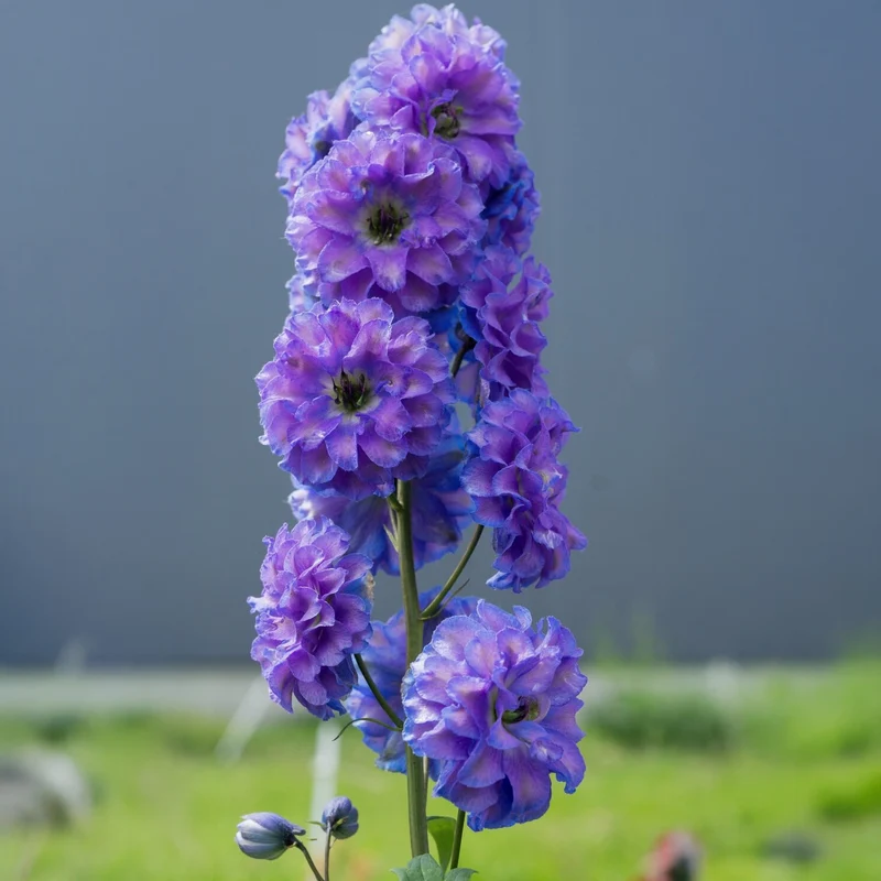 Rittersporn 'Highlander Blue'