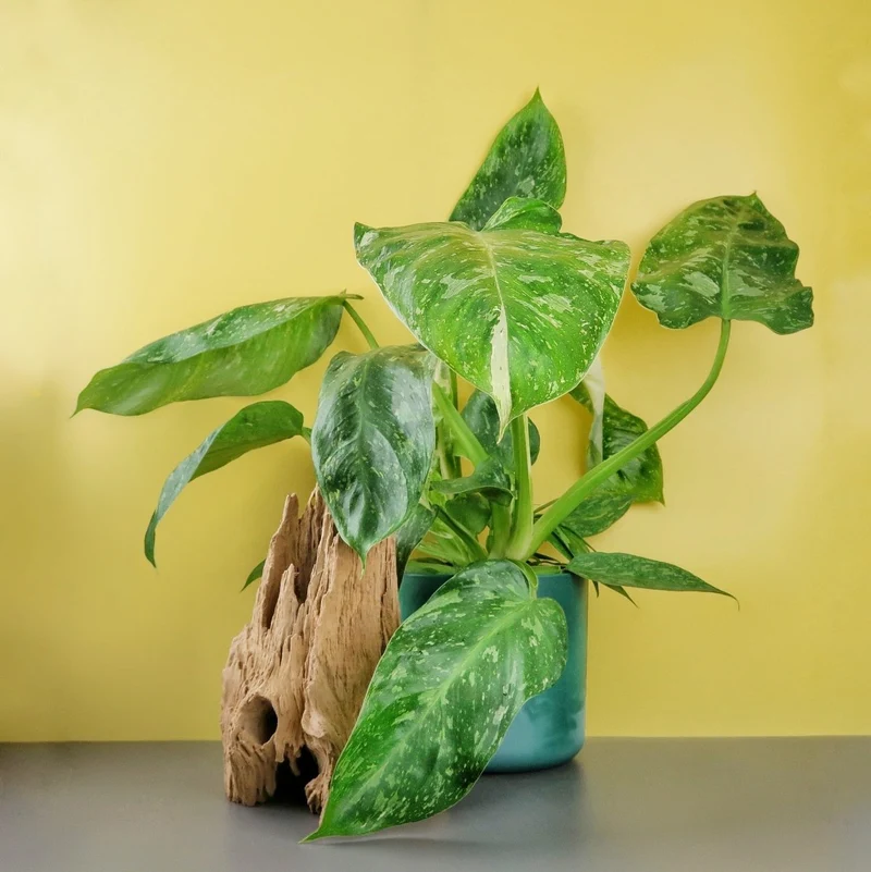 PHILODENDRON JOSE BUONO