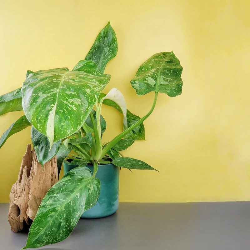 PHILODENDRON JOSE BUONO