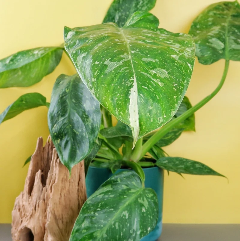 PHILODENDRON JOSE BUONO