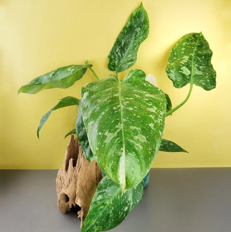 PHILODENDRON JOSE BUONO