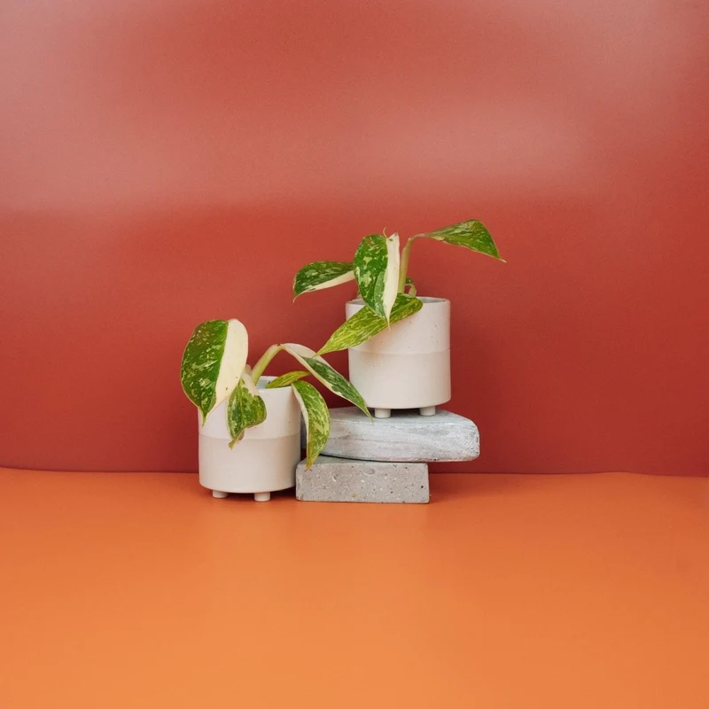 PHILODENDRON JOSE BUONO