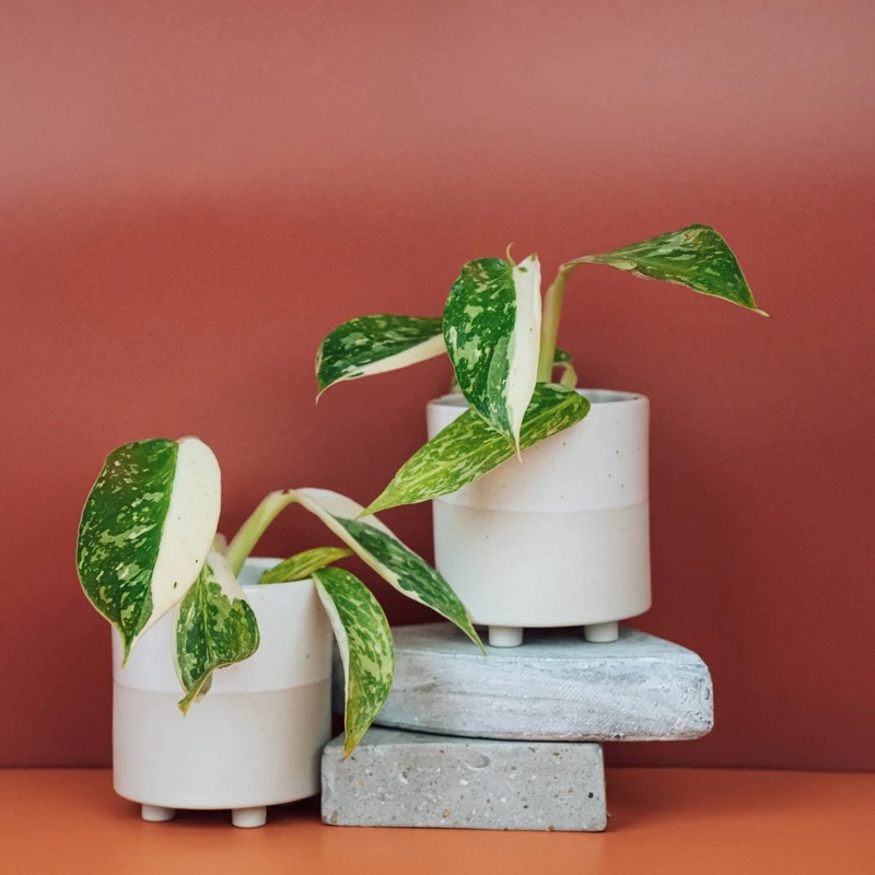 PHILODENDRON JOSE BUONO