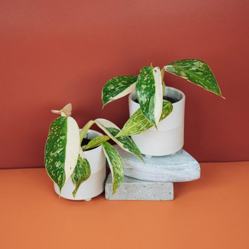 PHILODENDRON JOSE BUONO