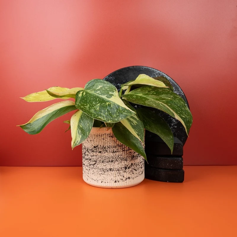 PHILODENDRON JOSE BUONO