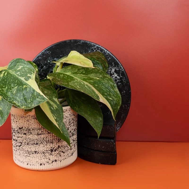 PHILODENDRON JOSE BUONO