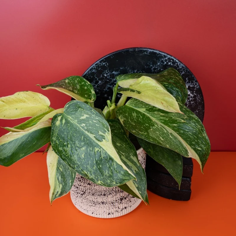 PHILODENDRON JOSE BUONO