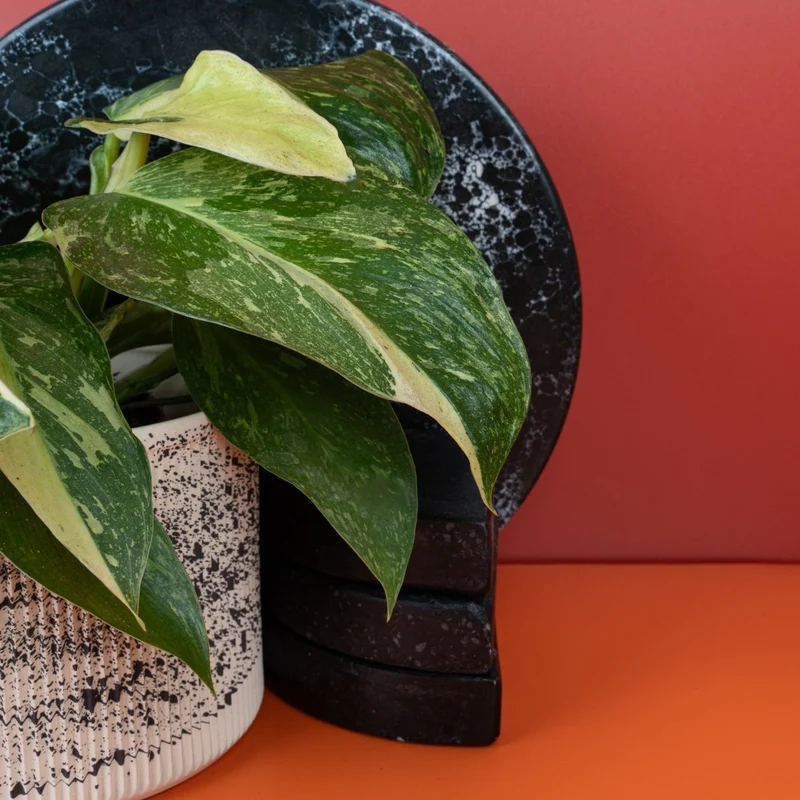 PHILODENDRON JOSE BUONO