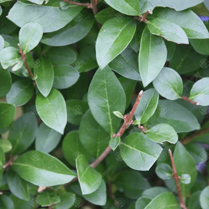 Grüner Liguster Hecke