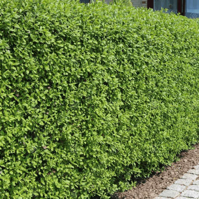 Grüner Liguster Hecke