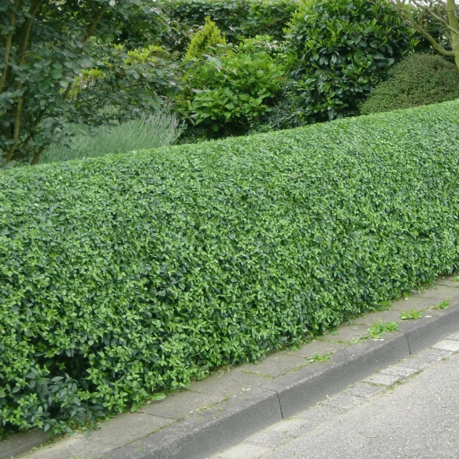 Grüner Liguster Hecke