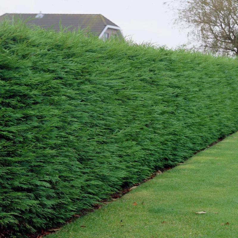 Grüne Leyland-Zypresse Hecke