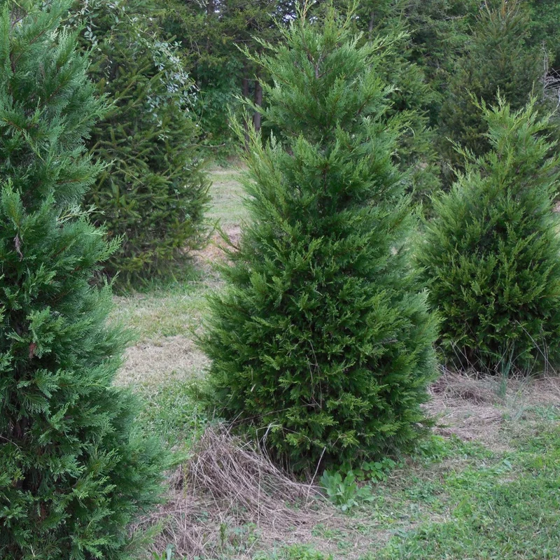 Grüne Leyland-Zypresse Hecke