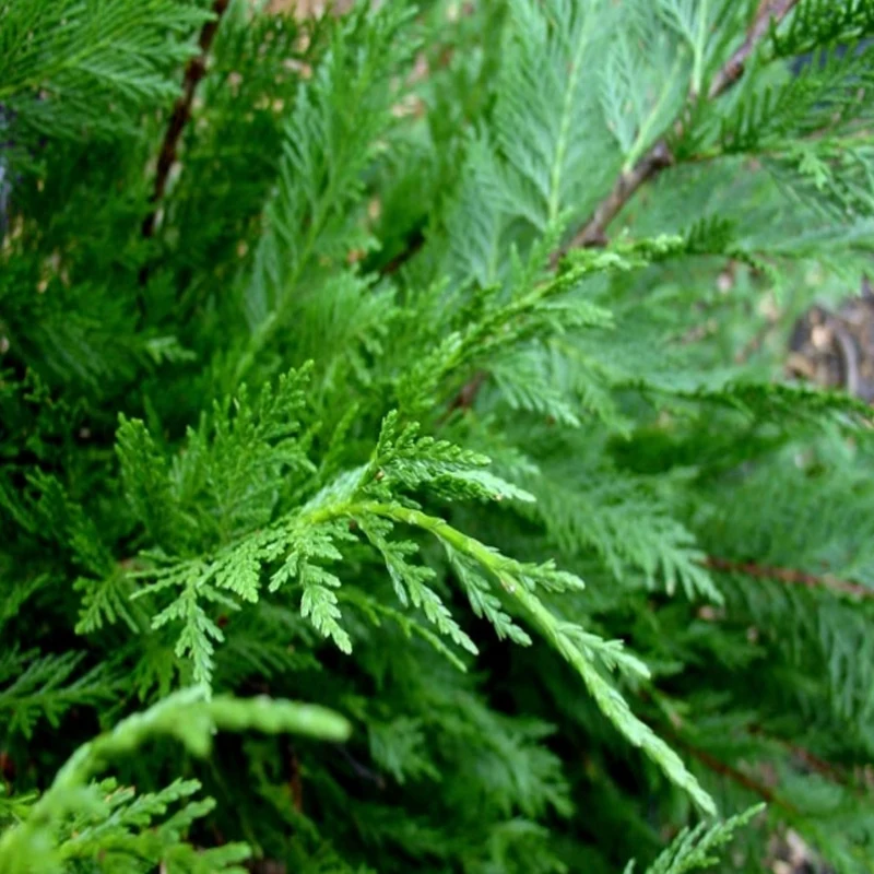 Grüne Leyland-Zypresse Hecke