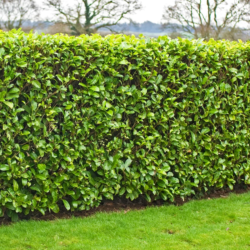 Kirschlorbeer-Hecke