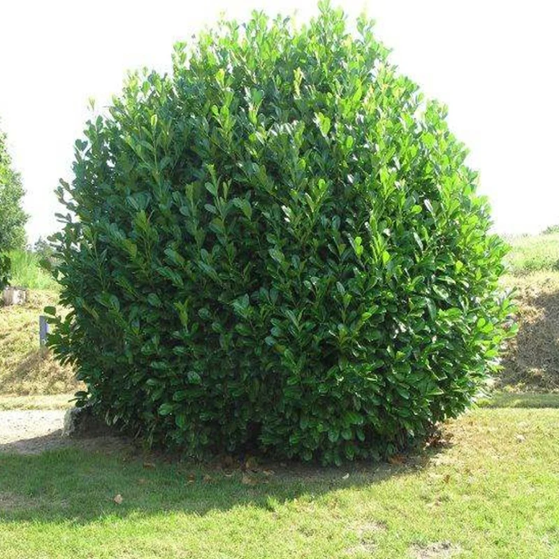 Kirschlorbeer-Hecke