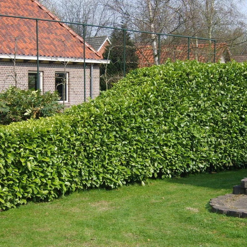 Kirschlorbeer-Hecke