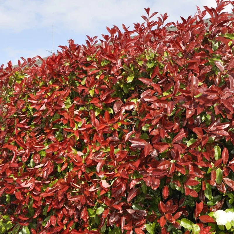 Glanzmispel-Hecke 'Red Robin'