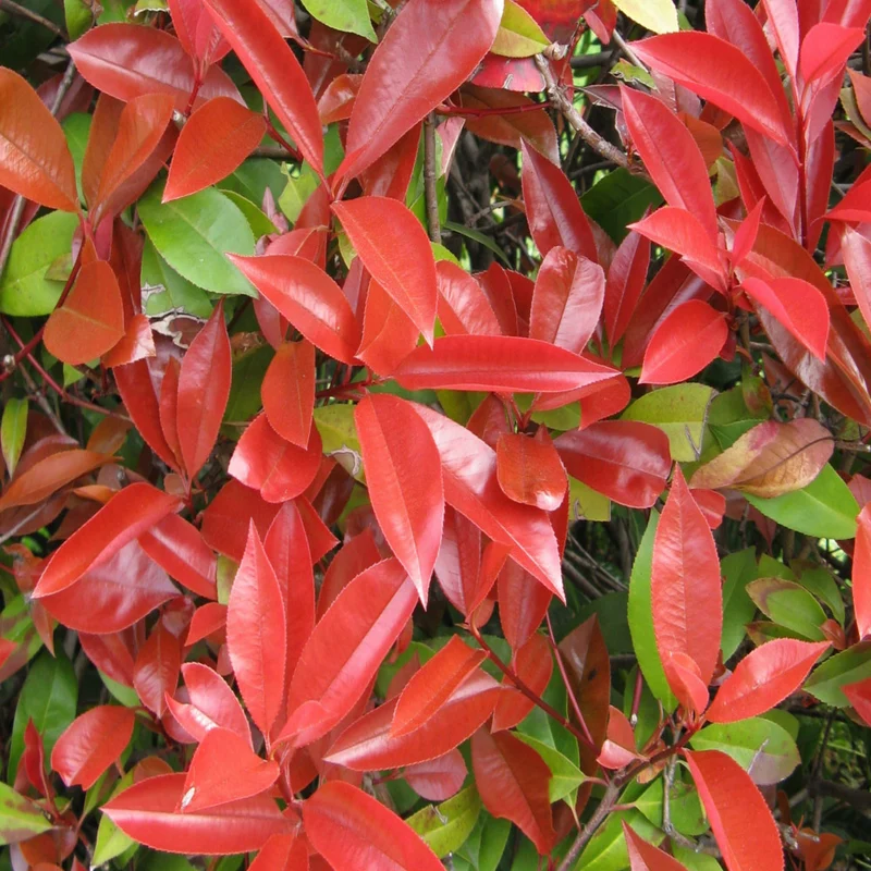 Glanzmispel-Hecke 'Red Robin'