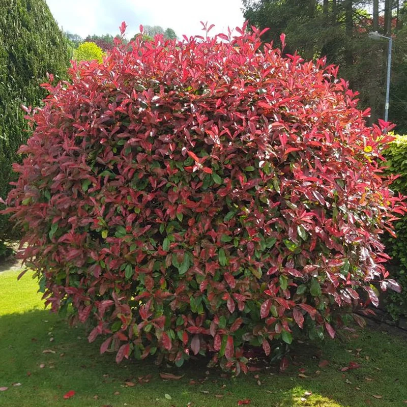 Glanzmispel-Hecke 'Red Robin'