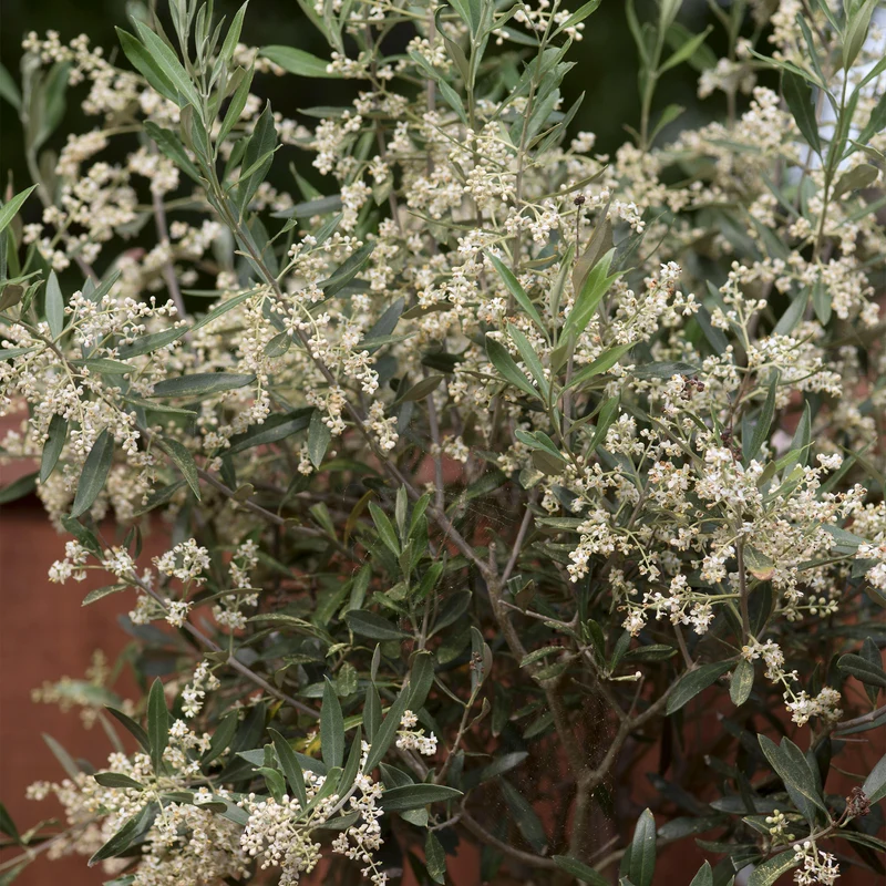 Olivenbaum