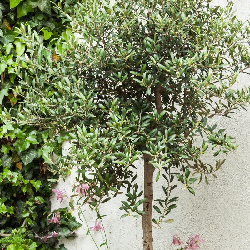Olivenbaum