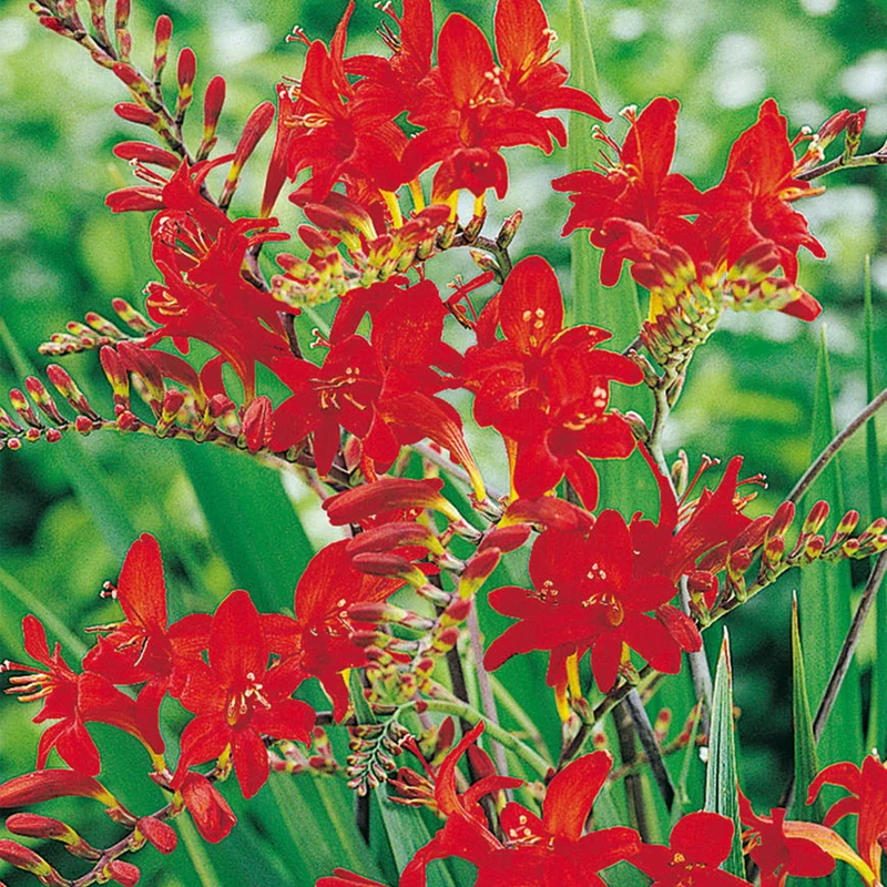Montbretie 'Lucifer' Blumenzwiebeln