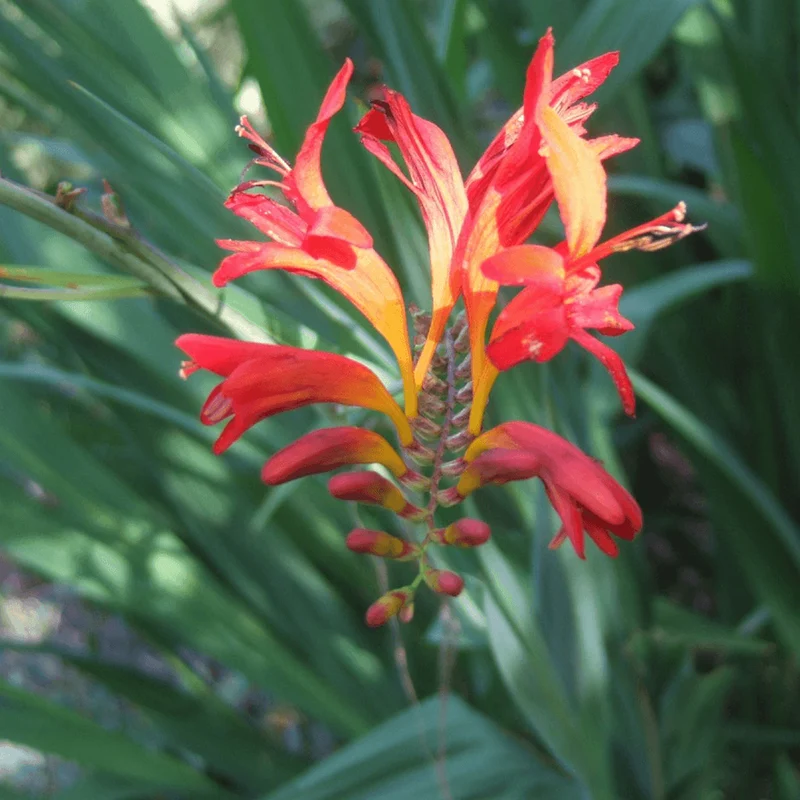 Montbretie 'Lucifer' Blumenzwiebeln