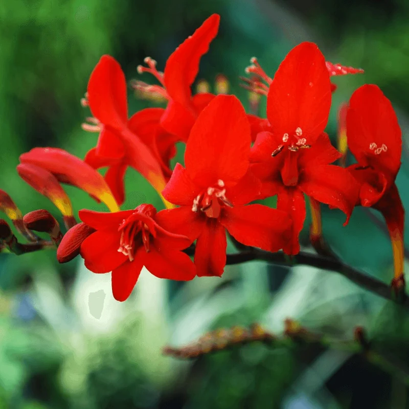 Montbretie 'Lucifer' Blumenzwiebeln
