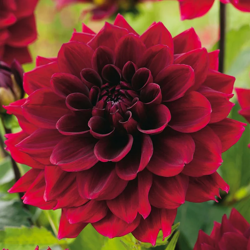 Dahlie 'Arabian Night'
