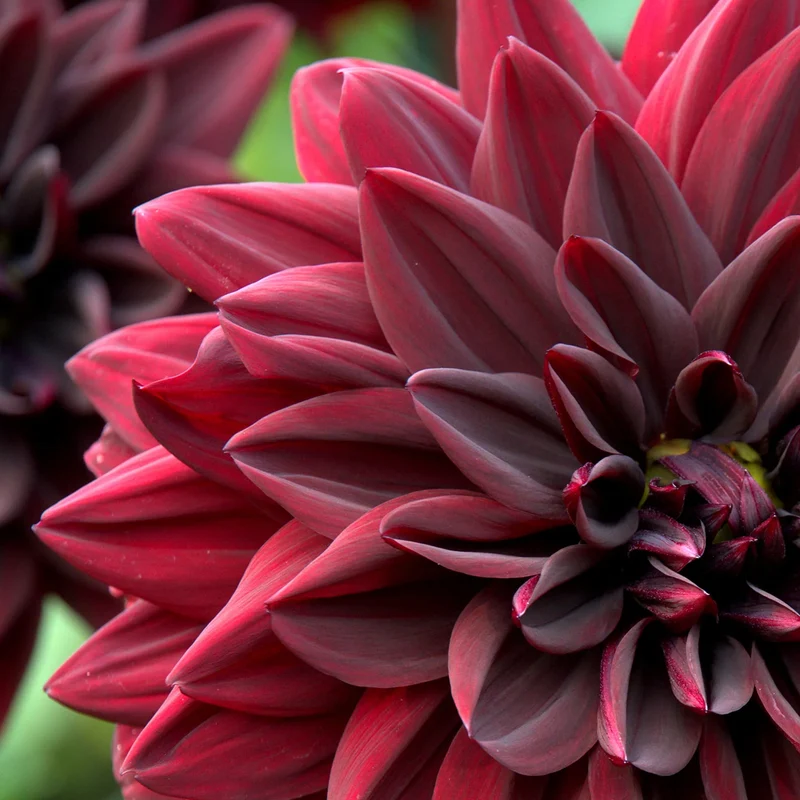 Dahlie 'Arabian Night'