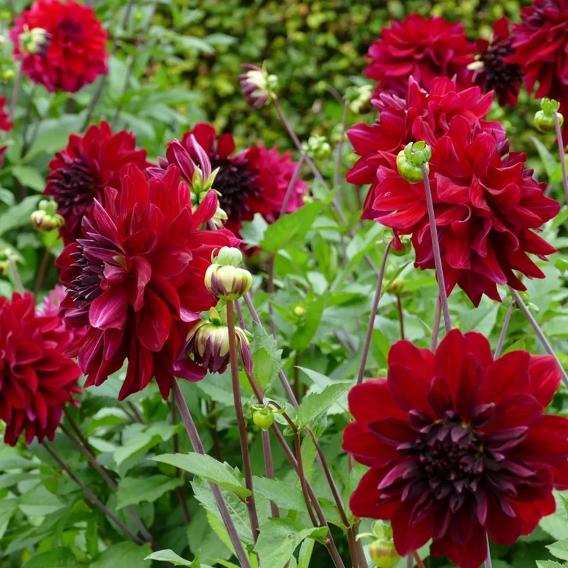 Dahlie 'Arabian Night'
