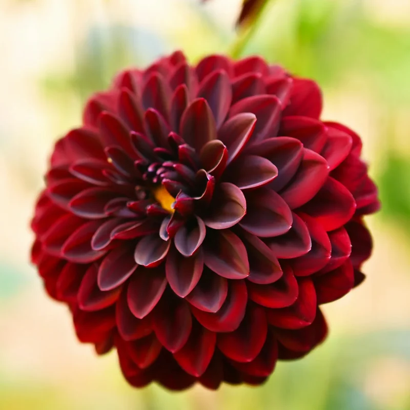 Dahlie 'Arabian Night'