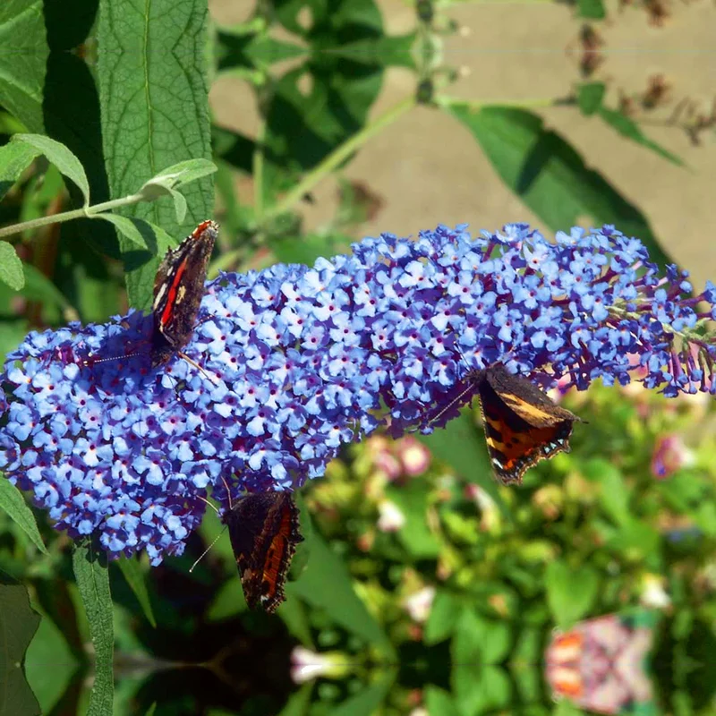 Schmetterlingsflieder Duo Blau und Weiß