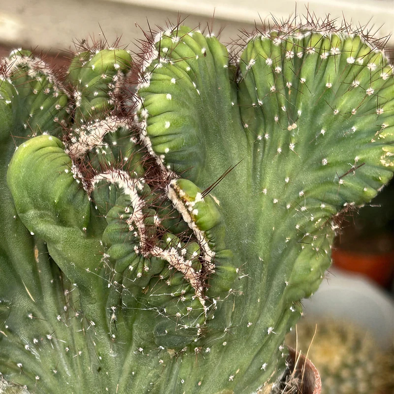 Säulenkaktus 'Cristata'