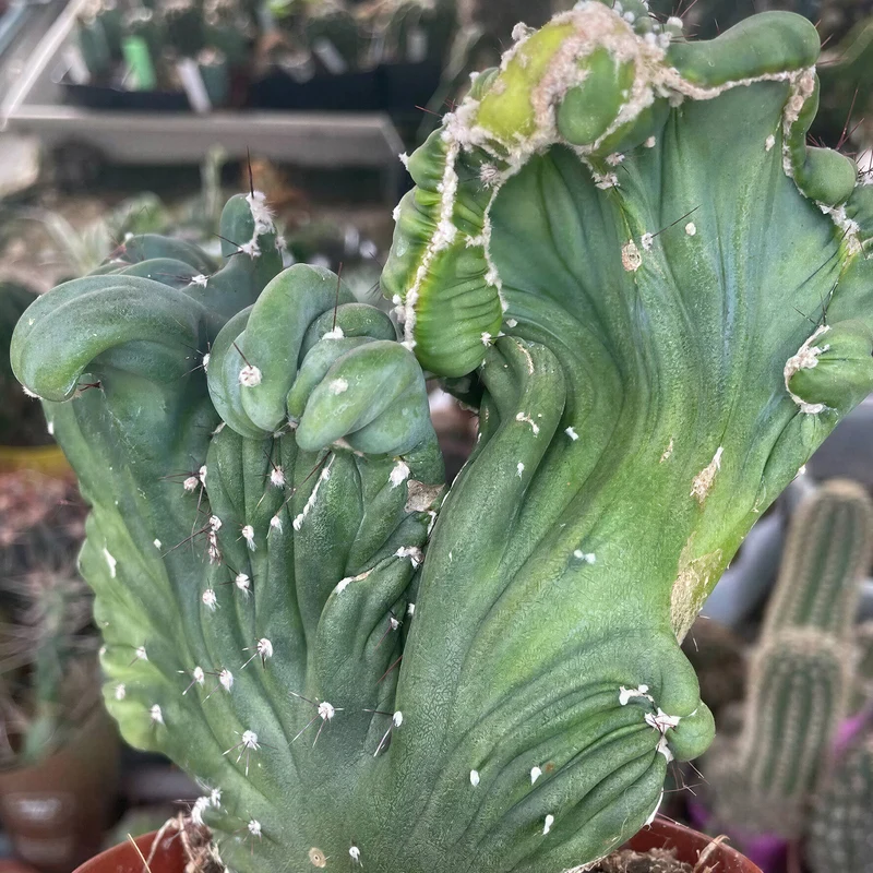 Säulenkaktus 'Cristata'
